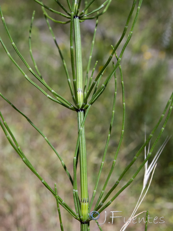 Equisetum palustre.07