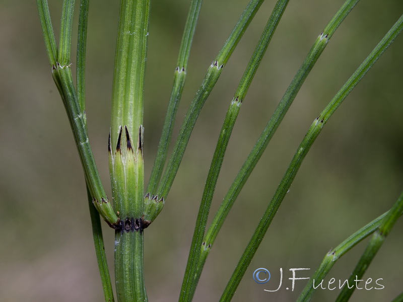 Equisetum palustre.09