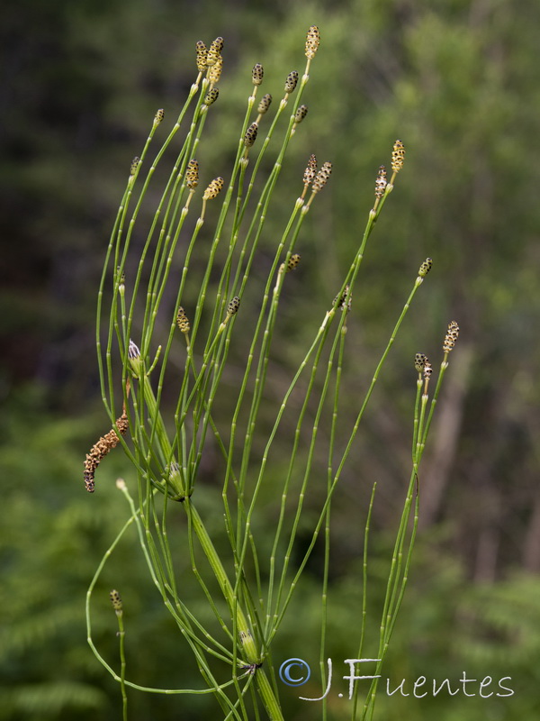 Equisetum palustre.11