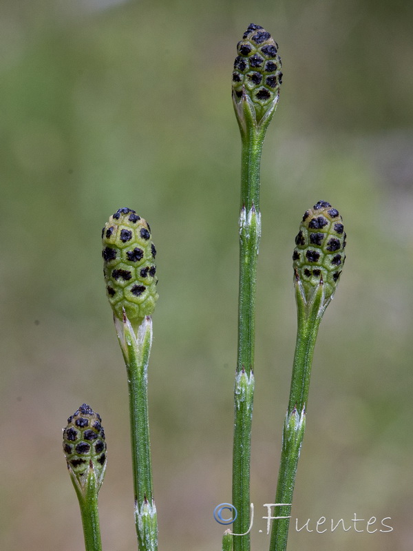 Equisetum palustre.13