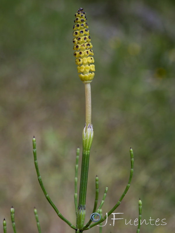 Equisetum palustre.15