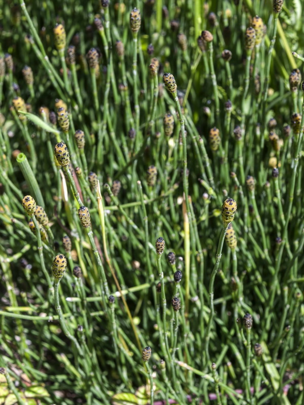 Equisetum ramosissimum.01