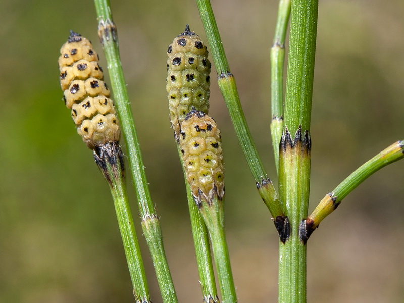 Equisetum ramosissimum.06