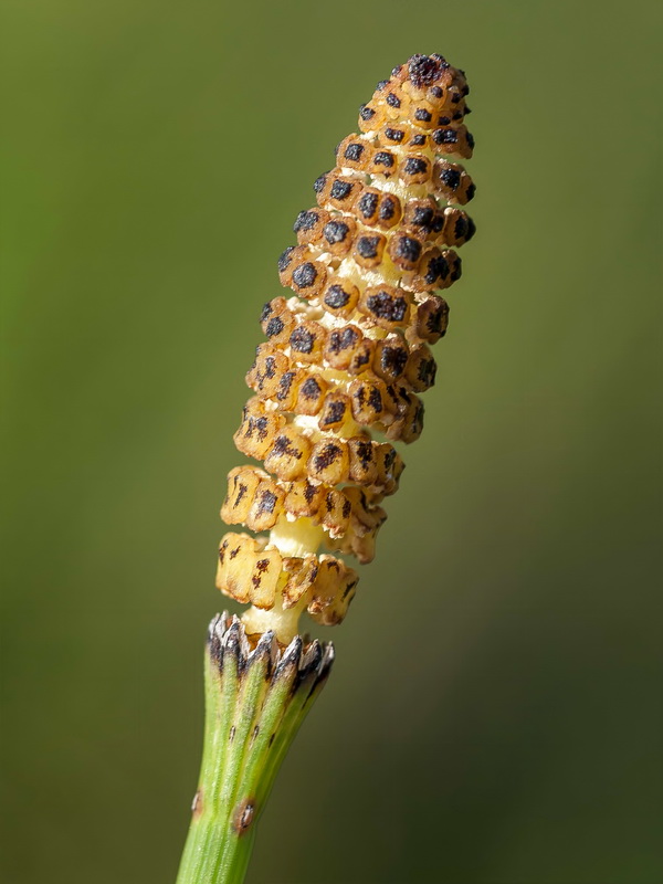 Equisetum ramosissimum.08