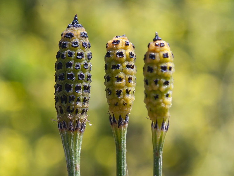 Equisetum ramosissimum.09