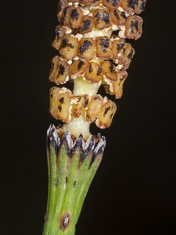 Equisetum ramosissimum.10