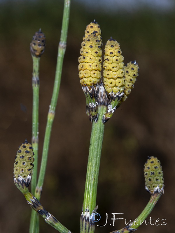 Equisetum ramosissimum.12