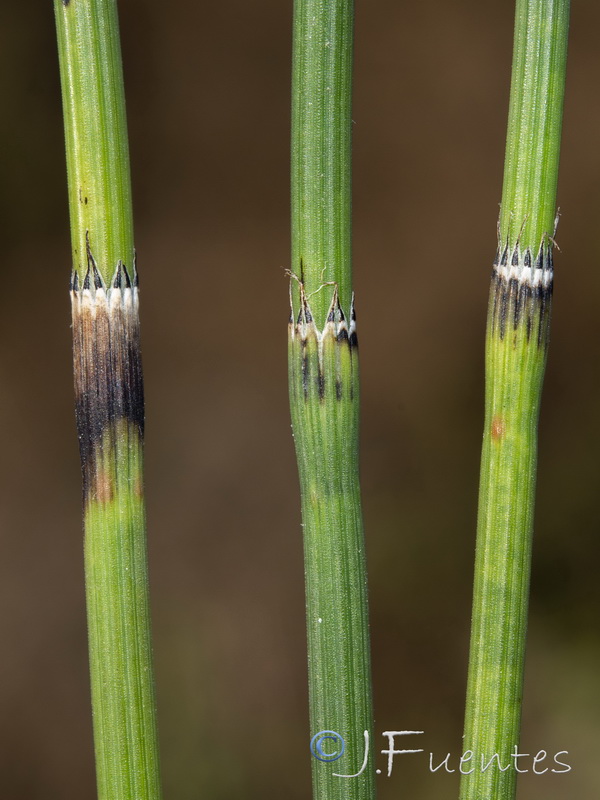 Equisetum ramosissimum.03