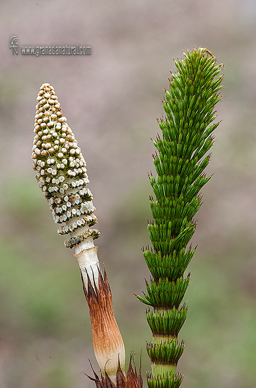 Equisetum telmateia