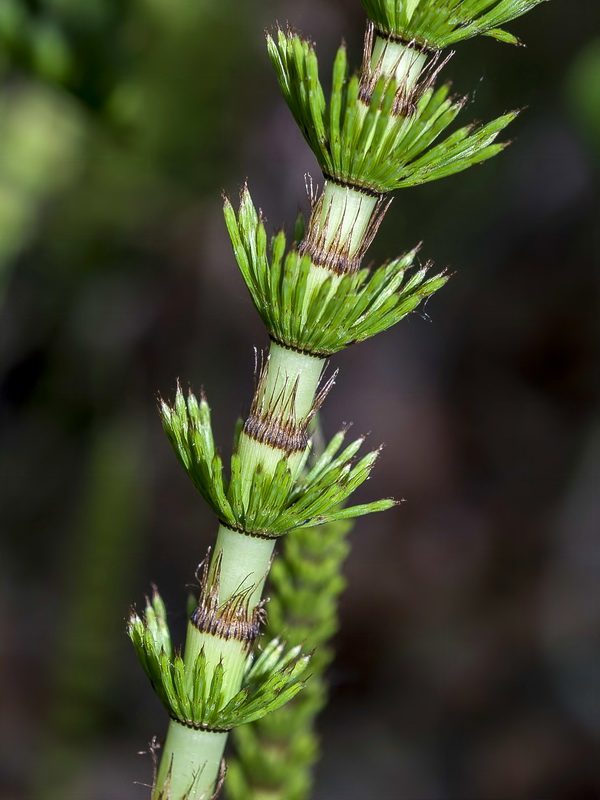 Equisetum telmateia.03