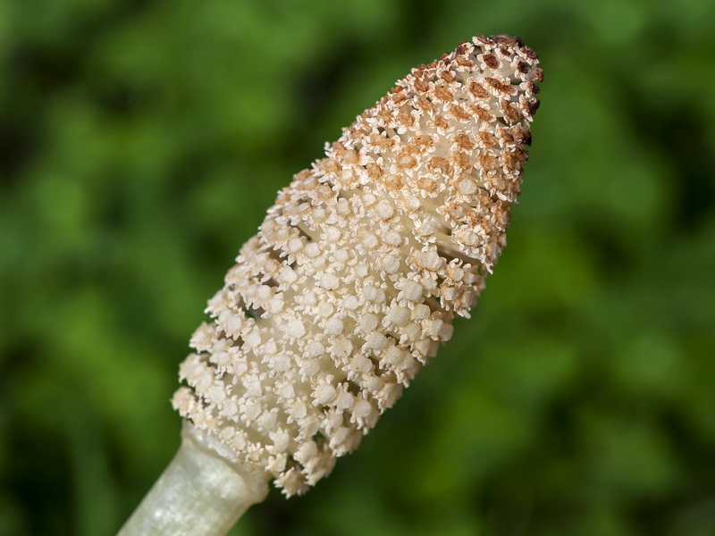 Equisetum telmateia.11