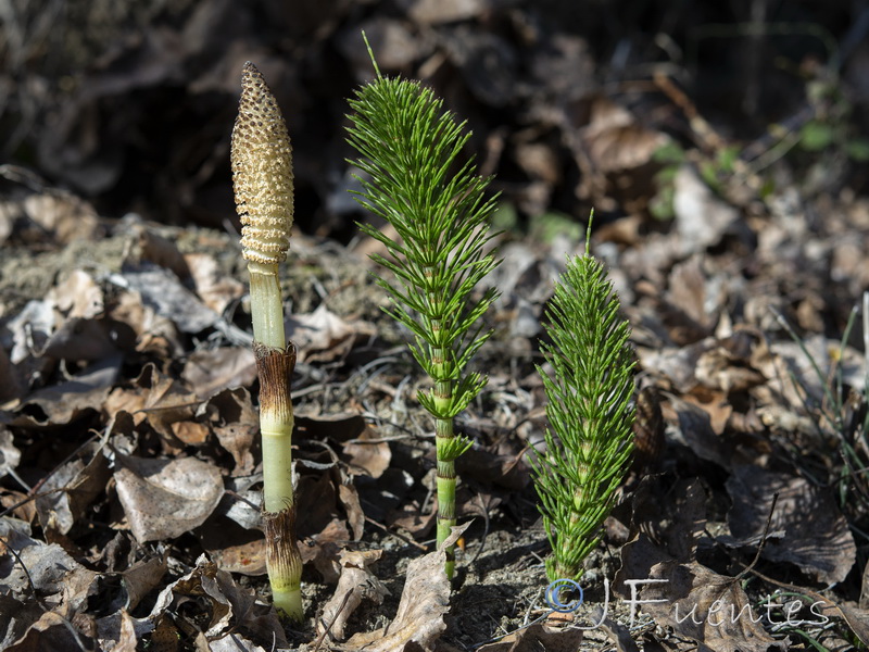 Equisetum telmateia.15