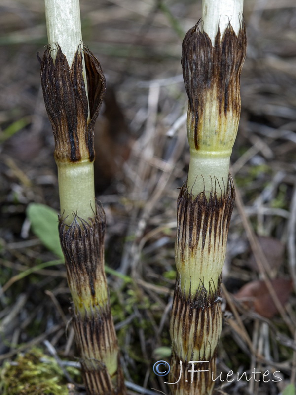 Equisetum telmateia.18