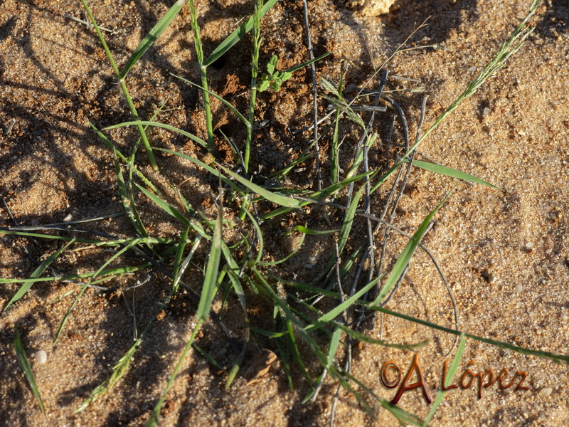 Eragrostis barrelieri.01