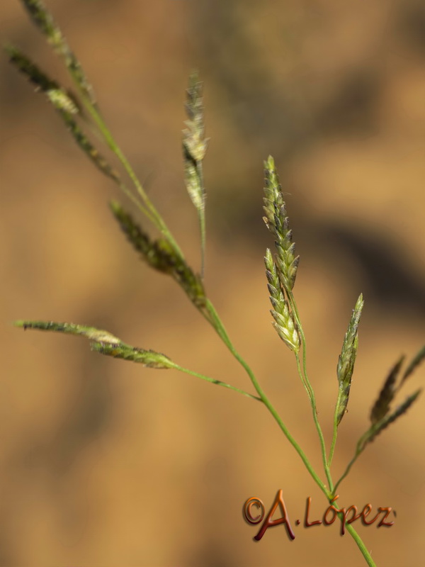 Eragrostis barrelieri.02