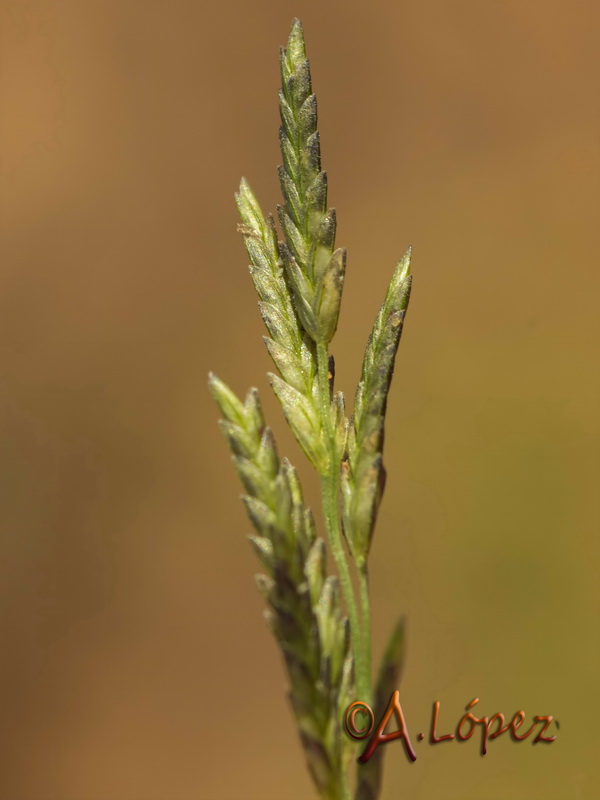 Eragrostis barrelieri.04