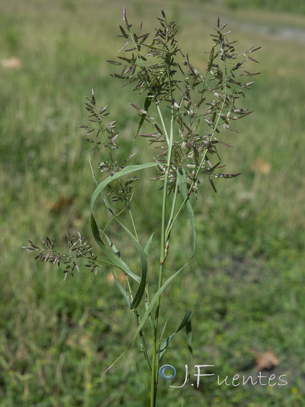 Eragrostis cilianensis.01