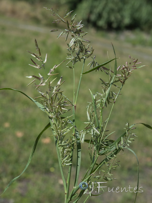 Eragrostis cilianensis.02