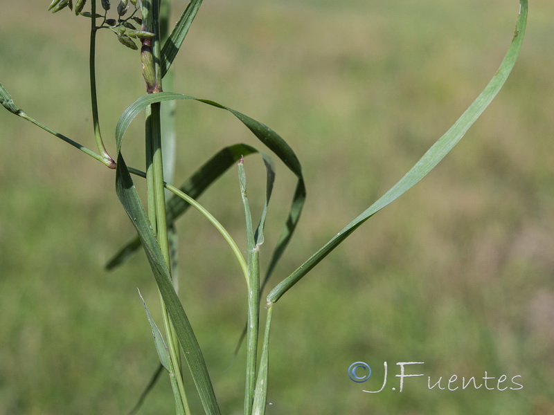 Eragrostis cilianensis.04