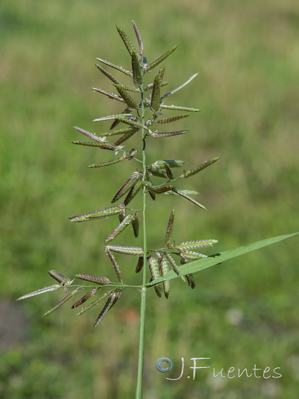 Eragrostis cilianensis.05
