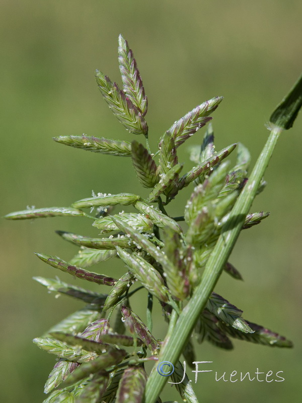 Eragrostis cilianensis.06