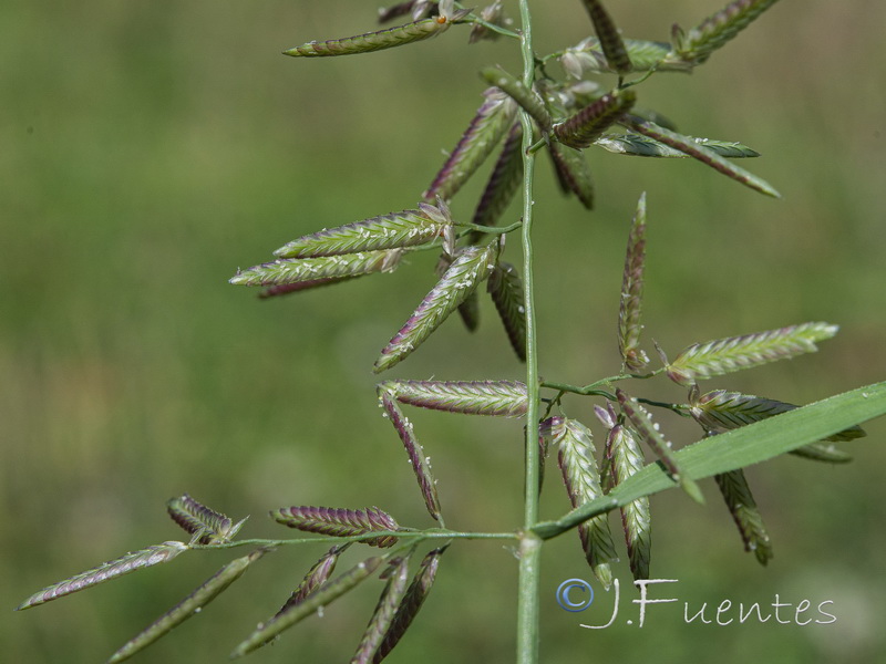 Eragrostis cilianensis.07