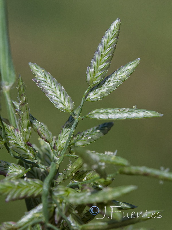 Eragrostis cilianensis.08