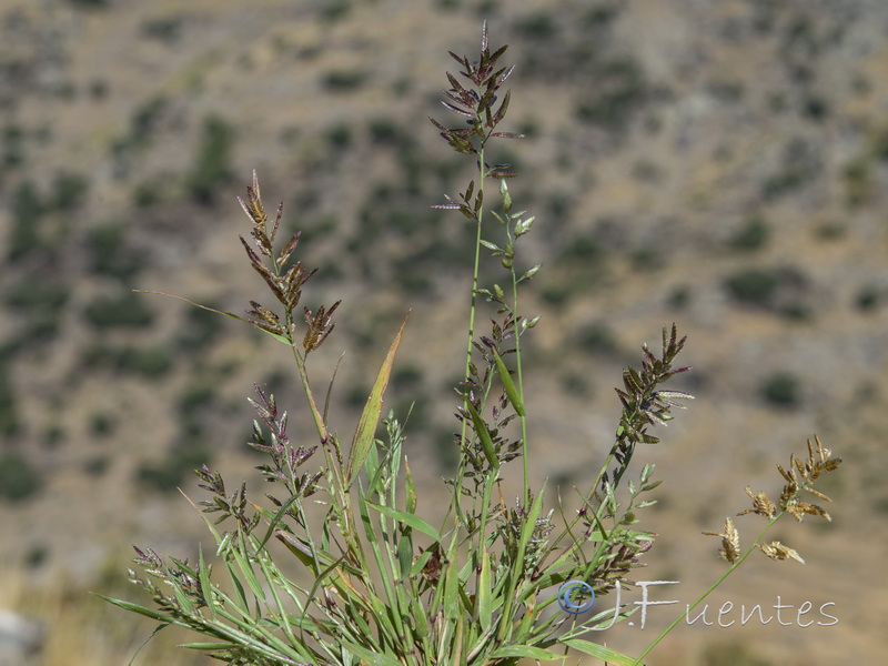 Eragrostis minor.01