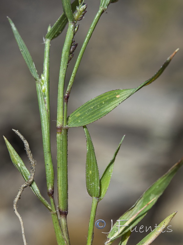 Eragrostis minor.02