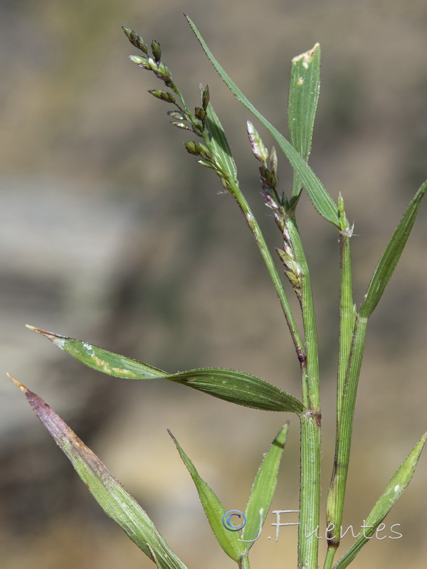 Eragrostis minor.03