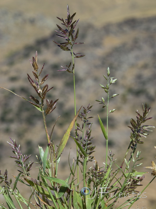 Eragrostis minor.04