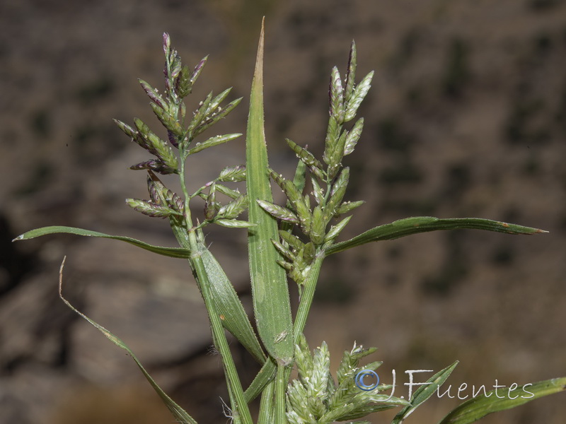 Eragrostis minor.05