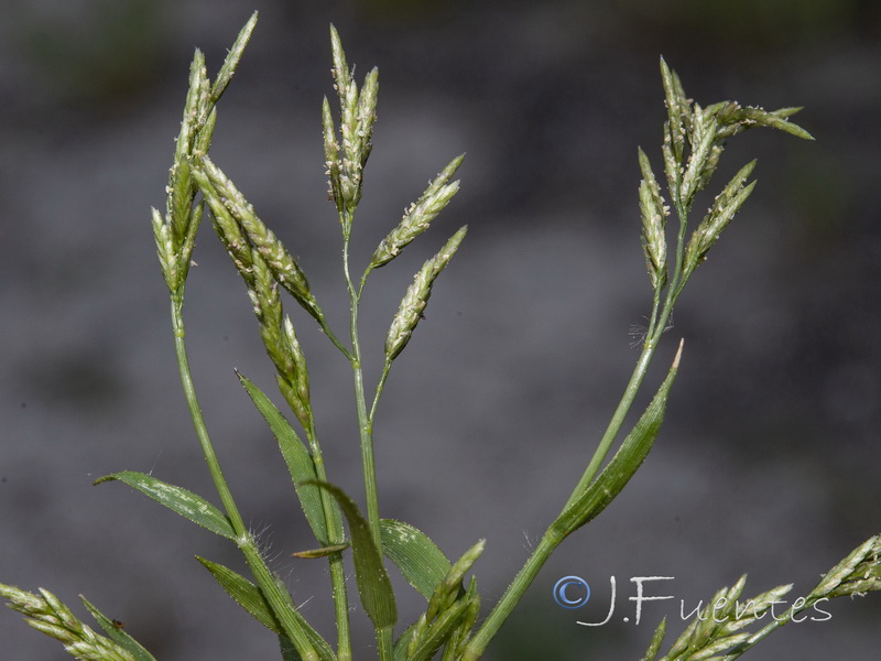 Eragrostis minor.06