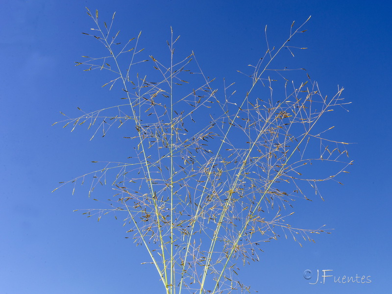 Eragrostis papposa.01