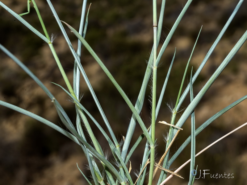 Eragrostis papposa.02