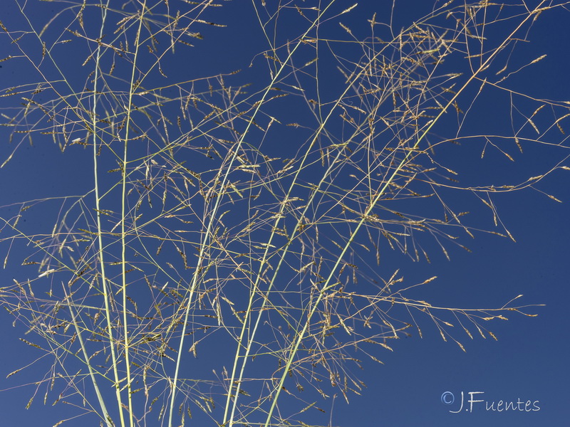 Eragrostis papposa.03