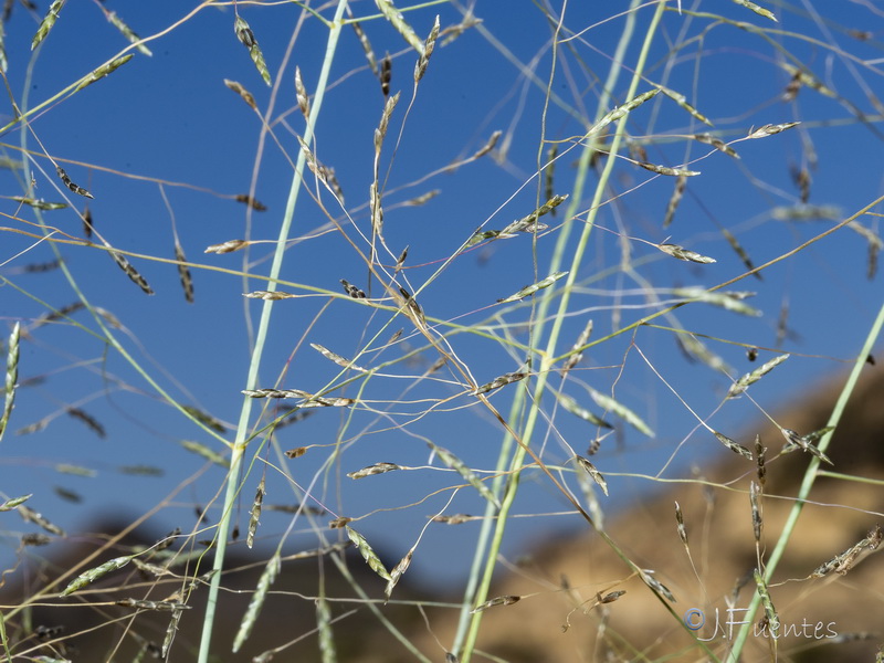 Eragrostis papposa.04