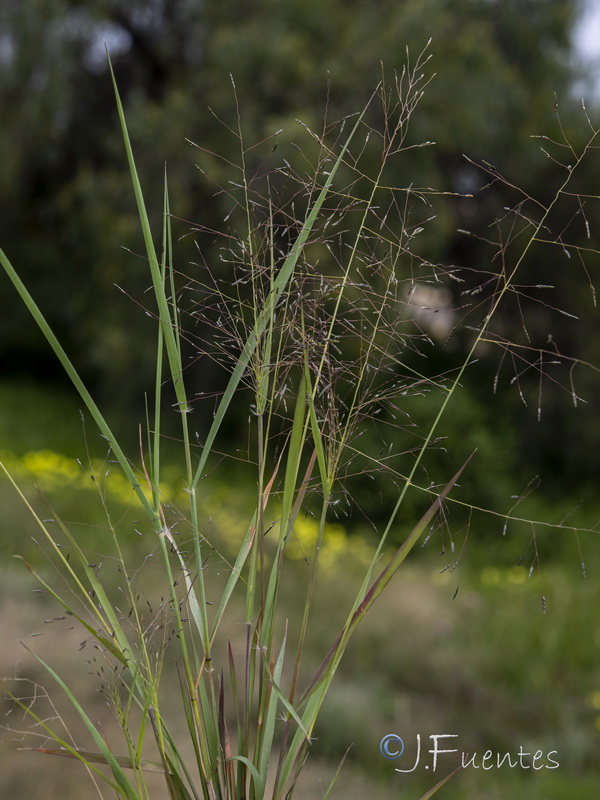 Eragrostis papposa.05