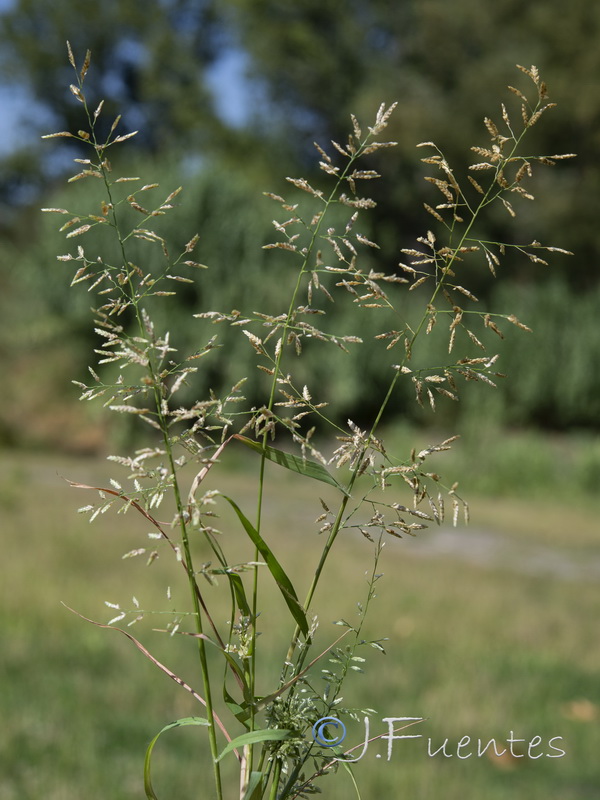 Eragrostis pilosa.01