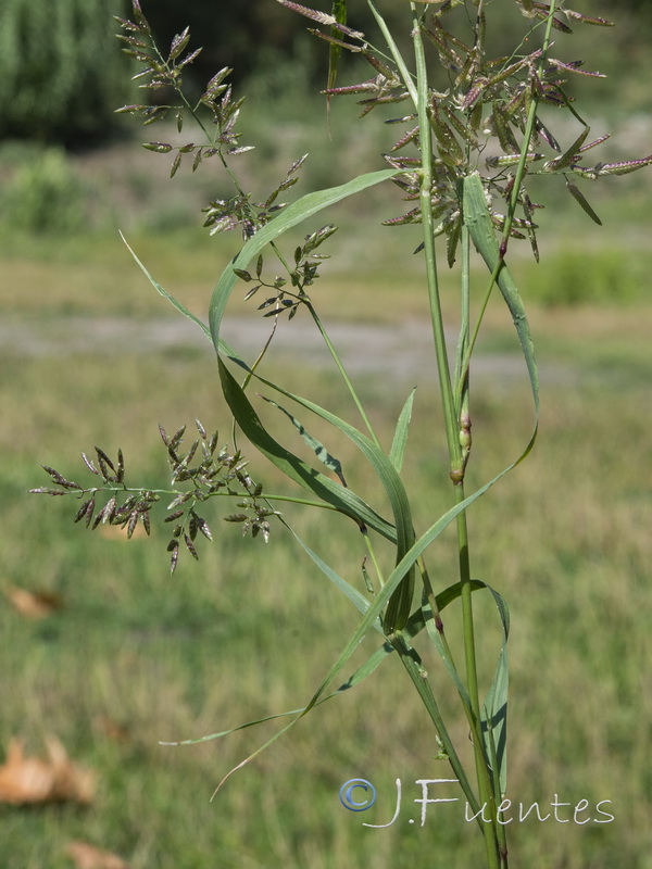 Eragrostis pilosa.02