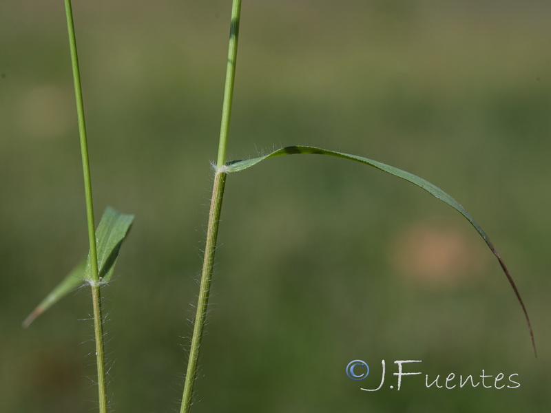 Eragrostis pilosa.03