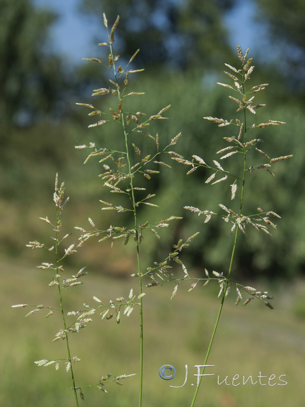 Eragrostis pilosa.05