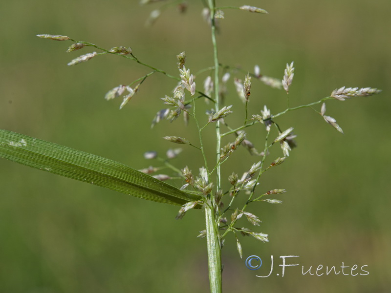 Eragrostis pilosa.06
