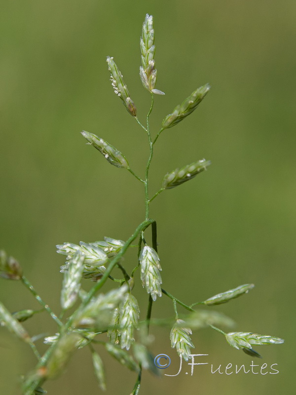 Eragrostis pilosa.08