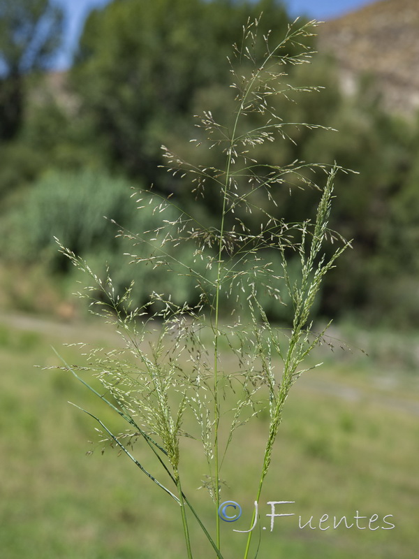 Eragrostis virescens.01