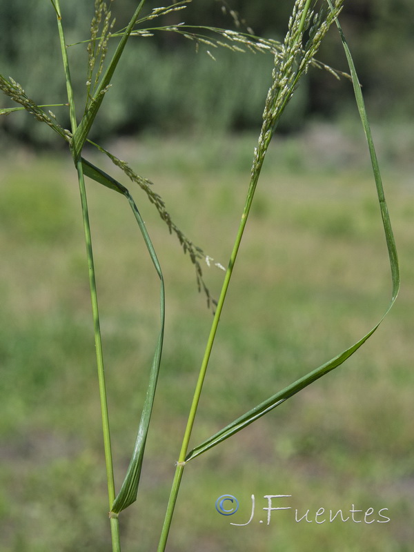 Eragrostis virescens.02