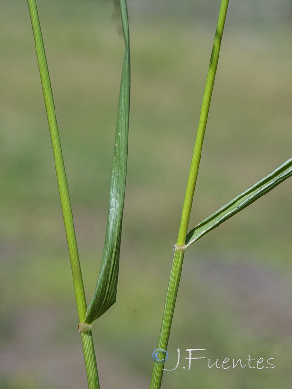 Eragrostis virescens.03
