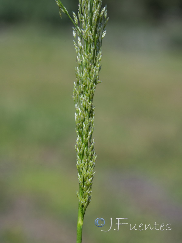 Eragrostis virescens.04
