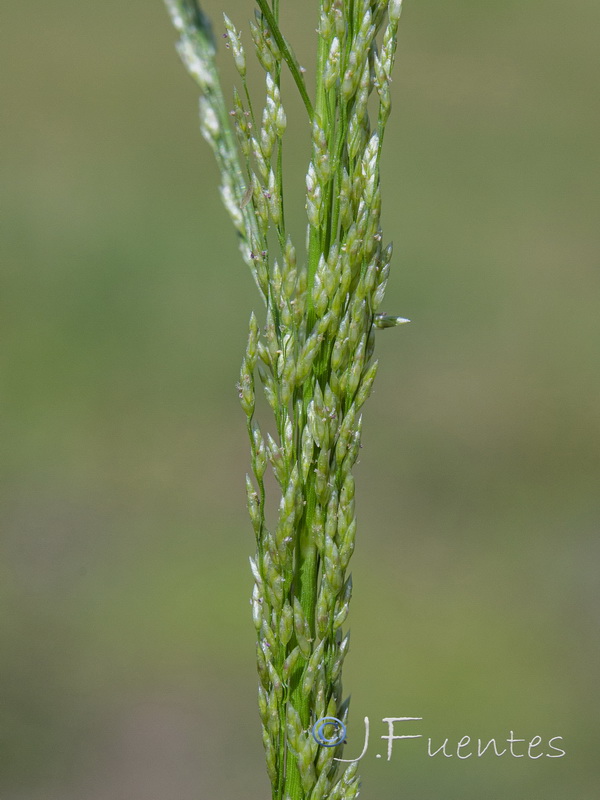 Eragrostis virescens.05