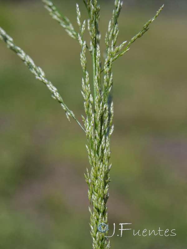 Eragrostis virescens.06